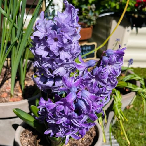 4bulbi di giacinti perenni resistenti - copertura del terreno, perenne, giacinto, giardino, giacinti d'uva