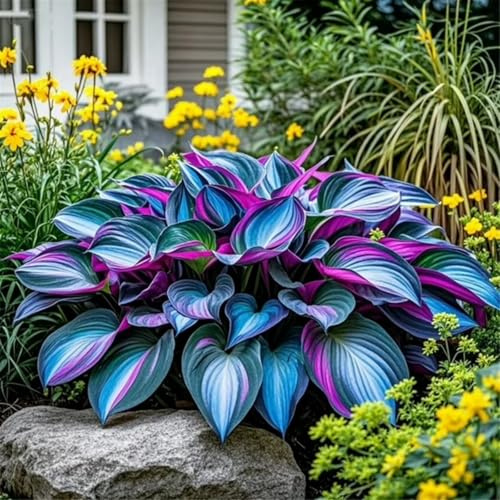 Bulbi di hosta/Radici selezionate di hosta/miste/resistenti al freddo e alla siccità/adatte per la decorazione di giardini e balconi【NVNJHJN】-6 Rizoma-J