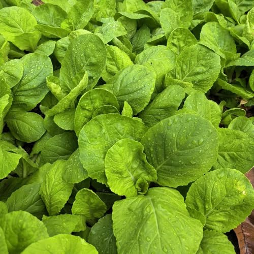Semillas de Pak Choi orgánicas - para balcones hojas de mostaza china Comprar invierno resistentes al aire libre 500pcs