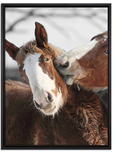 Pixxprint Zwei braune Ponys schwarz, weiß Leinwandbild 80x60 cm im Bilderahmen, Wandbild, Schattenfugenrahmen, Kein Poster