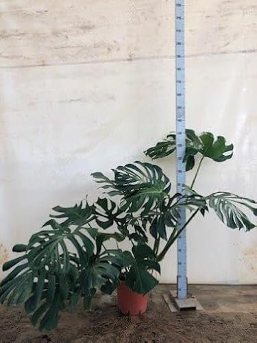 Monstera Deliciosa | Costilla de Adán | Planta Interior Grande | Planta Natural