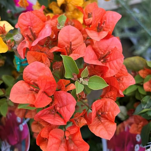 Vivai le Georgiche - Pianta vera di Bougainvillea Alexandra - vaso Ø 21 cm