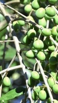 Pianta di Olivo Ravece in fitocella