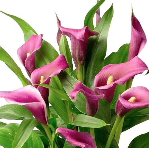 Cala Planta Natural con Flores Mix Color para Interior y Exterior
