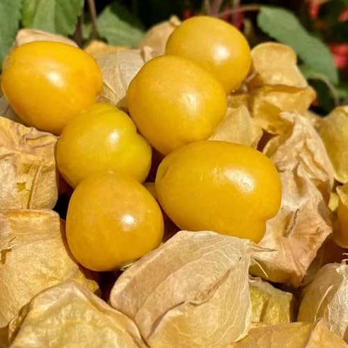 semi resistenti physalis, d'appartamento da interno balcone perenni di aiuole rialzate giardino 800pcs