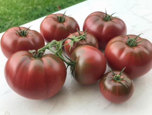 Tomatensamen Black Prince Rosa – aromatische rosa Fleischtomate - 10 Samen | Samenfest, rosarot‑olivfarbene Früchte, mild & aromatisch. Frische Ernte, hohe Keimquote. Für Gewächshaus und Freiland