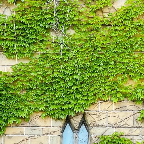 Parthenocissus tricuspidata interno giardino balcone resistent 500semi