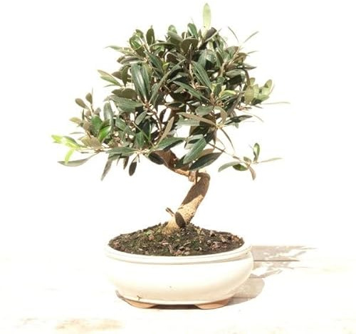 BONSAI OLIVO SILVESTRE 7 AÑOS (ACEBUCHE)