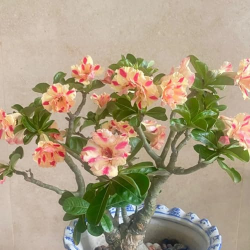 Tubérculos de Rosa del desierto resistentes - Con rizoma saludable para plantación en exteriores e interiores-3Tubérculos-B