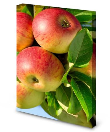 Magnettafel Pinnwand Bild Natur Apfel Äpfel Apfelbaum gekantet Größe 80 x 100 cm