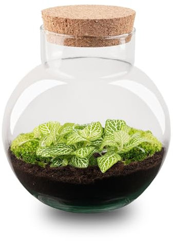 urbanjngl - Noah Pflanzen Terrarium DIY Kit – Ø 18,5 cm, Höhe 19 cm – Selbstschaffendes Ökosystem für Pflanzen – Ideal für Zuhause und Büro