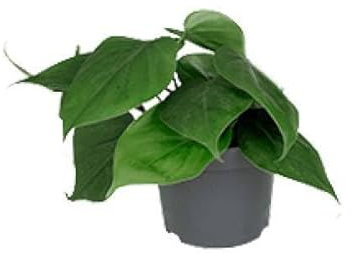Philodendron Scandens – Ø 12 cm – 15 cm