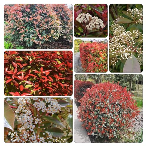 Semi Photinia red robin - Decorazione giardino di autunno, 300pcs
