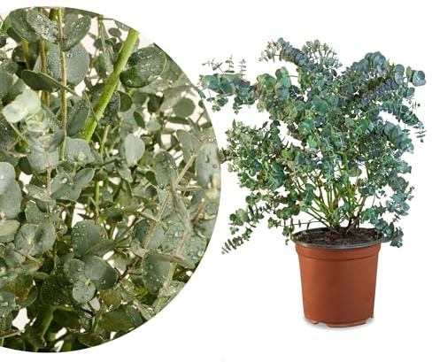 Meine Orangerie Eukalyptus cinerea Pflanze - Eukalyptus Silver Dollar im Topf - Immergrün, runde Blätter, Kübelpflanze für Balkon, Terrasse & Garten (Mezzo [M])