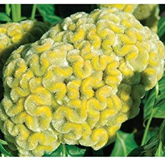 Pacchetto semi: 25 semi di di Cramer Lemon Lime SF224 (gelosia)