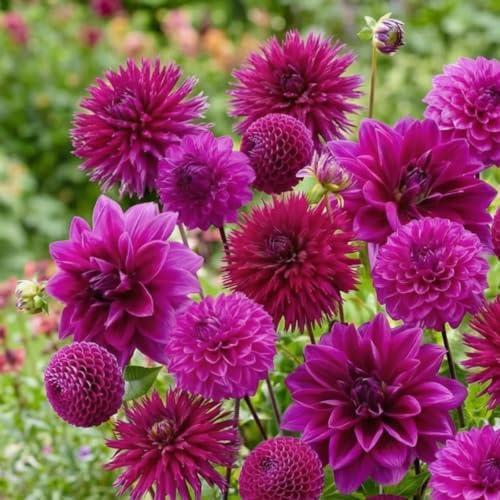 Dahlias Bulbes Purple Mix Collection - 5 Bulbes de Fleurs à Planter Exterieur - Plante Exterieur Jardin - Naturelle Plantes de Hollande (pas de graines, non artificielle)