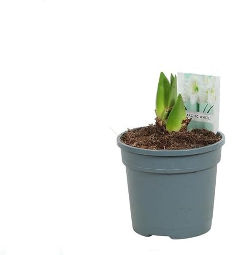 Lirio Suramericano - Hippeastrum - Planta Resistente con Bulbo para Jardín e Interior