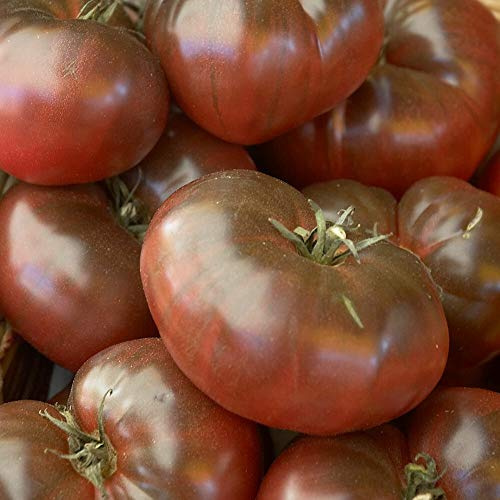 Black from Tula Bio-Tomatensamen