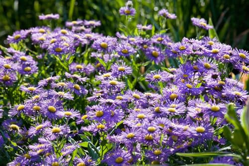 Aster novi-belgii 'Blaue Nachhut' 11x11 cm Topf – Winterhart, Mehrjährig, Pflegeleicht – Glattblatt-Aster – Staude für Beet & Rabatte
