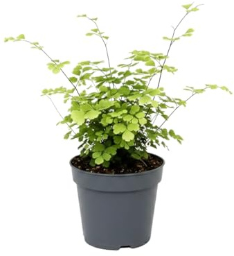 Adiantum Raddianum Fragrans Culantrillo de Pozo - DECOALIVE Planta Viva 35 cm en Maceta 14 cm para Decoración Verde
