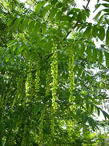 Kaukasische Flügelnuss Pterocarya fraxinifolia Pflanze 5-10cm Nussbaum Rarität