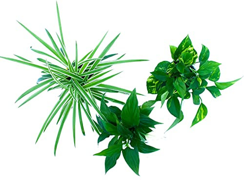 Trio de Plantas Purificadoras del Aire Naturales Plantas para el Hogar Que Mejoran la Calidad del Entorno