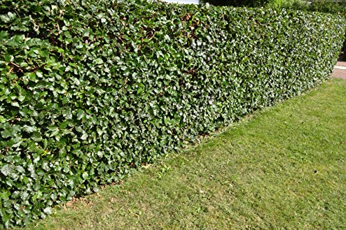 5 Fagus sylvatica 60-80cm im Topf – Rotbuche Heckenpflanze | Dicht & schnittverträglich | Ganzjähriger Sichtschutz, robust & winterhart | Hecke | Rotbuchen
