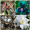 Bulbos de iris, Perenne,Para plantar, Interior y exterior, Jardines de primavera y otoño, -15 bulbos