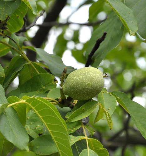 Walnuss Geisenheimer Walnuss 125-150cm - Juglans regia - lebende Gartenpflanze aus den Baumschulen