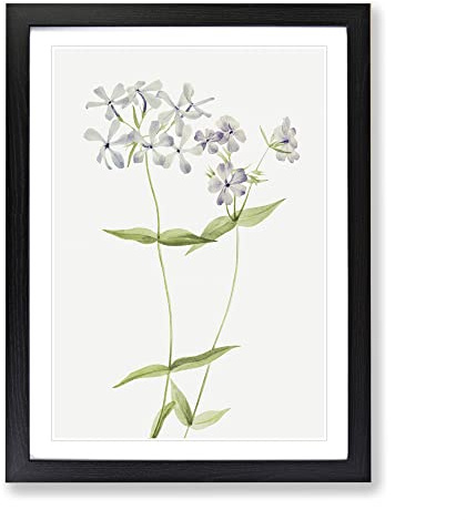 Blue Phlox Flowers By Mary Vaux Walcott Vintage Framed Print | A3 Black Framed Wall Art | Ready to Hang | Classic Floral Picture | Living Room Bedroom Lounge Office