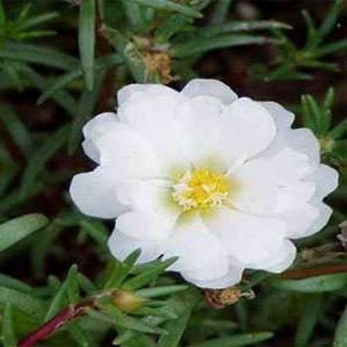 Rosa Musgo Portulaca Grandiflora Blanca - 200 Semi