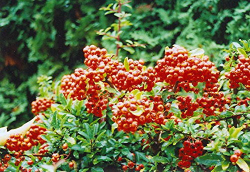5 Semi di Pyracantha coccinea Agazzino Arbusto