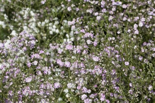 Gypsophila paniculata 'Flamingo' 11x11 cm Topf – Winterhart, Mehrjährig, Pflegeleicht – Schleierkraut – Staude für Beet & Schnittblumen