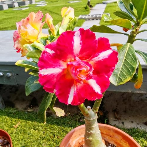 Bulbi di rosa del deserto, resistenti a condizioni aride, adatti al giardino esterno, ideali per i principianti, facili da coltivare-1Bulbi-D