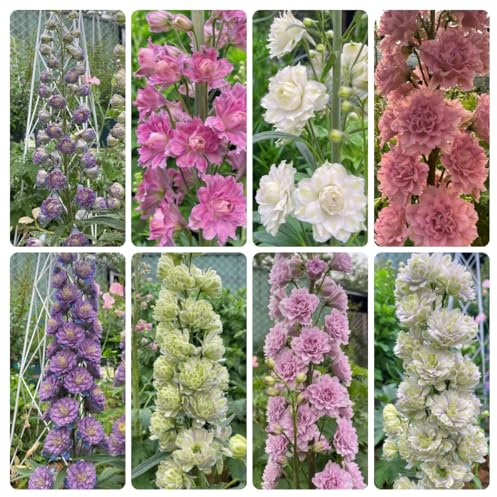 semi di delphinium - giardino resistenti aiuole rialzate balcone esotiche interno 150pcs