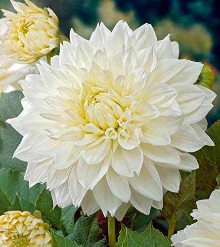 Dahlia Dinnerplate 'White Perfection' Quality Bulb/Tuber Pack x2