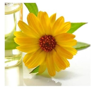 Pcs - 25x Souci Orange Eko Calendula Jardin Plantes - Graines KS157 - Seeds & Plants Shop by Ipsa
