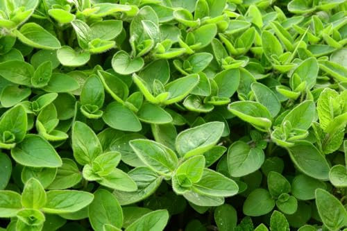 Marjoram Seeds 300 Seeds, Herbs, herb Seed