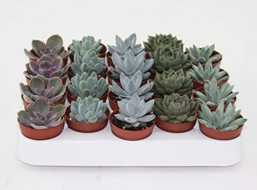 10 Echeveria Sukkulenten Gemischt im 5,5 cm Topf – Lebendware, Pflegeleichte Kakteen & Sukkulenten für Garten, Balkon und Innenbereich, Dekorativ & Robust