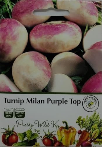Turnip Milan Purple Top Seeds in Pictorial Packet- Packed in The UK- 1000 Seeds