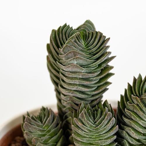 Crassula Tempio di Buddha – Pianta Grassa Succulenta da Interno in Vaso 5,5 cm – Mini Pianta Sempreverde da Scrivania, Bonsai Grasso, Pianta Ornamentale Zen – FOTO REALI