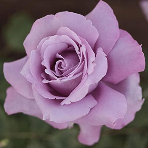 AMDGarden Pianta Rosa Charles de Gaulle Meilland Profumata Cespuglio Vaso 19 cm Colore Malva Lilla Rifiorrente per Esterni