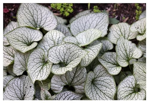 Stauden Gänge 10 x Brunnera macrophylla 'Jack Frost' winterhart | Winterharter Bodendecker für Schatten bis Halbschatten, Blüte April bis Juni, mehrjährig, 1 L Topf (11x11 cm)