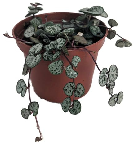 String of Hearts - Hearts Entangled -Ceropegia woodii-2.5 Pot-Collector' Series