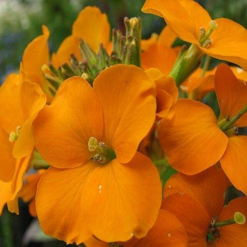WallFlower Orange Bedder Approx 150 Seeds, Biennials, Bedding Plant