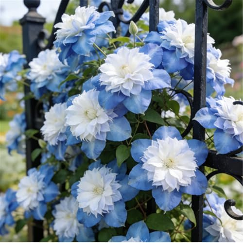 Clemátide rara y resistente - Clemátide trepadora perenne en maceta - Ideal para jardín, balcón y decoración en maceta-8 Rizoma-G