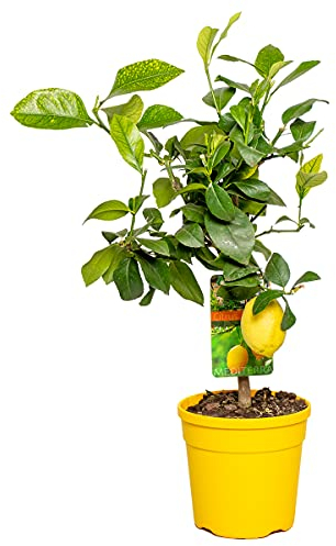 Bloomique - Citrus Limon - Zitrone - Zitronenbaum - Zitrusbaum - Obstbaum - Gartenpflanzen - 50-70 cm Hoch - Topf 19 cm