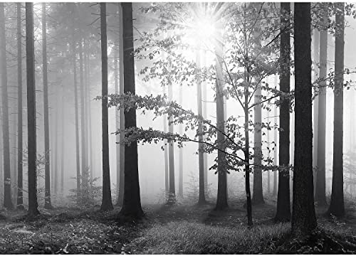 Runa Art Fototapete Wald im Nebel Modern Vlies Wohnzimmer Schlafzimmer - Made in Germany - 308 x 220 cm Schwarz Weiss 9241010a