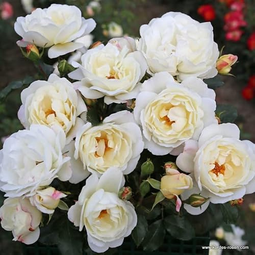Strauchrose 'Weiße Wolke' strahlen reinweiß, wurzelnackt, winterhart, robust, mehrjährig, Qualität aus Müllers Baumschule, inkl. Pflanz- und Pflegeanleitung