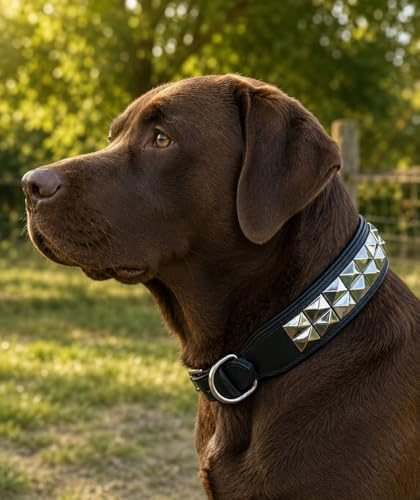 Hundehalsband Titan Lederhalsband Leder Schwarz Nieten Hohe Zugkraft Extra Breit Halsband Hund (L)